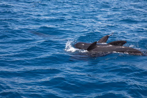 Où nager avec des dauphins au Maroc