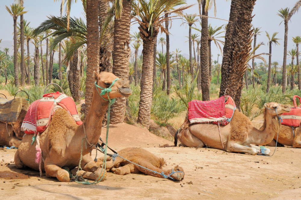 Palmeraie de Marrakech