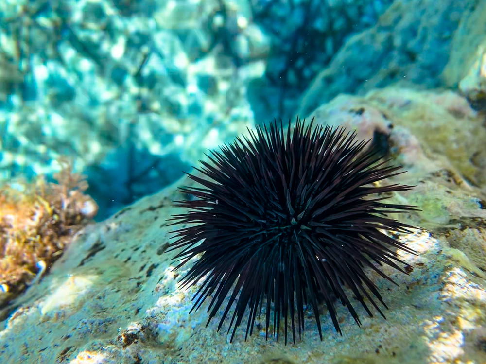 Plongée à Antiparos