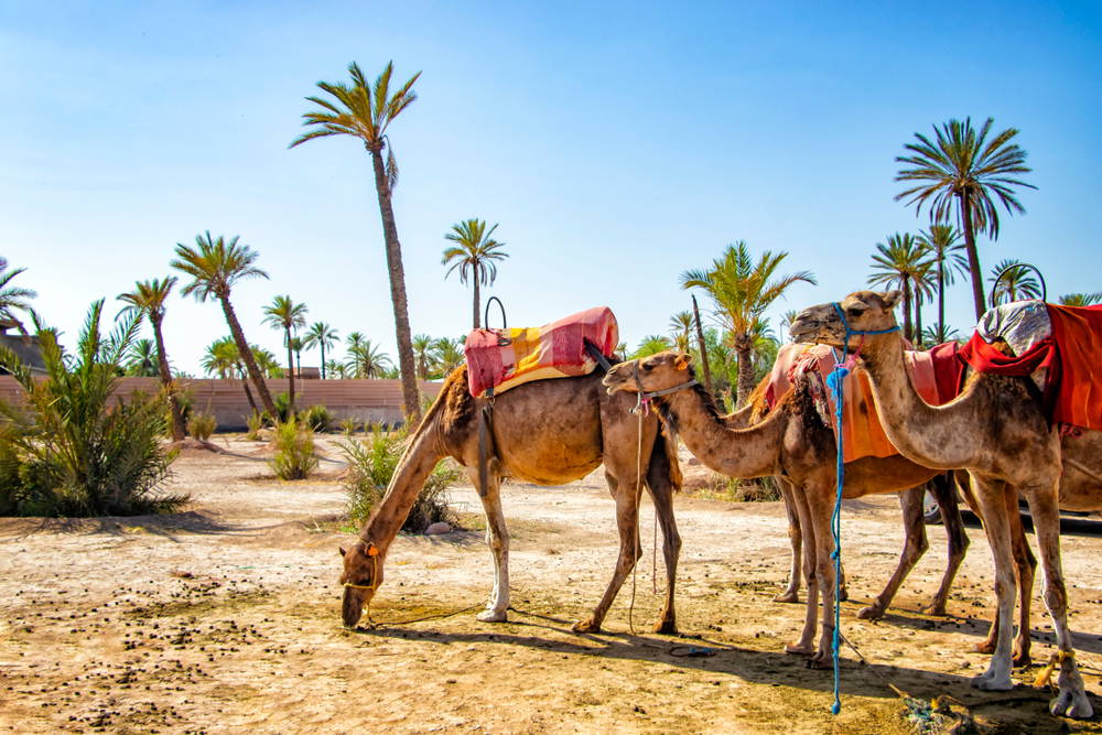 Promenade en chameau dans la Palmeraie de Marrakech