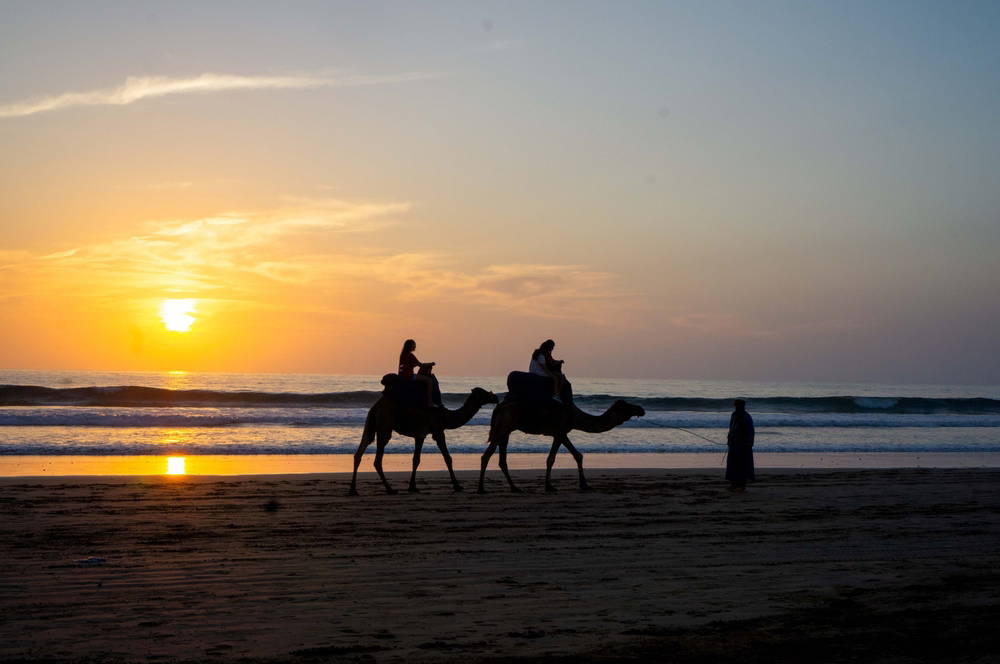 balade en chameau le soir à Agadir
