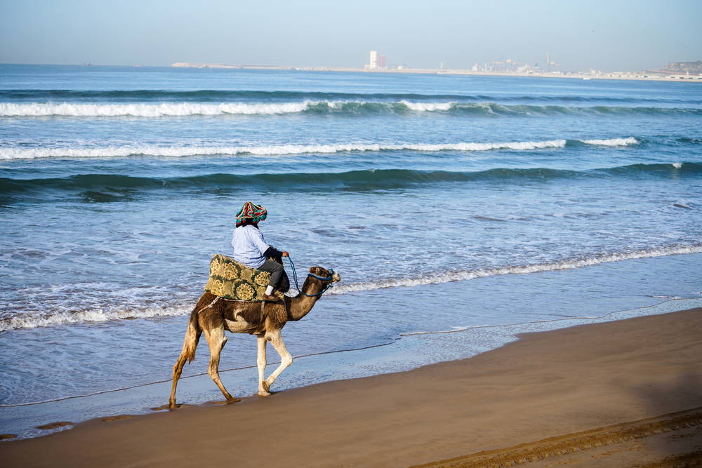 chameau à Agadir