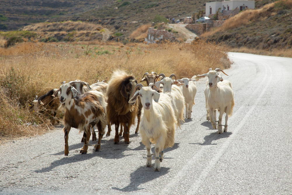 randonnée à Sifnos