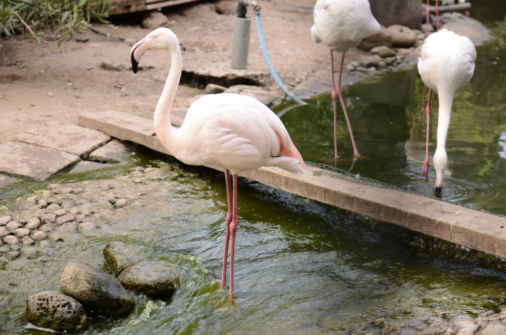 vallée des oiseaux